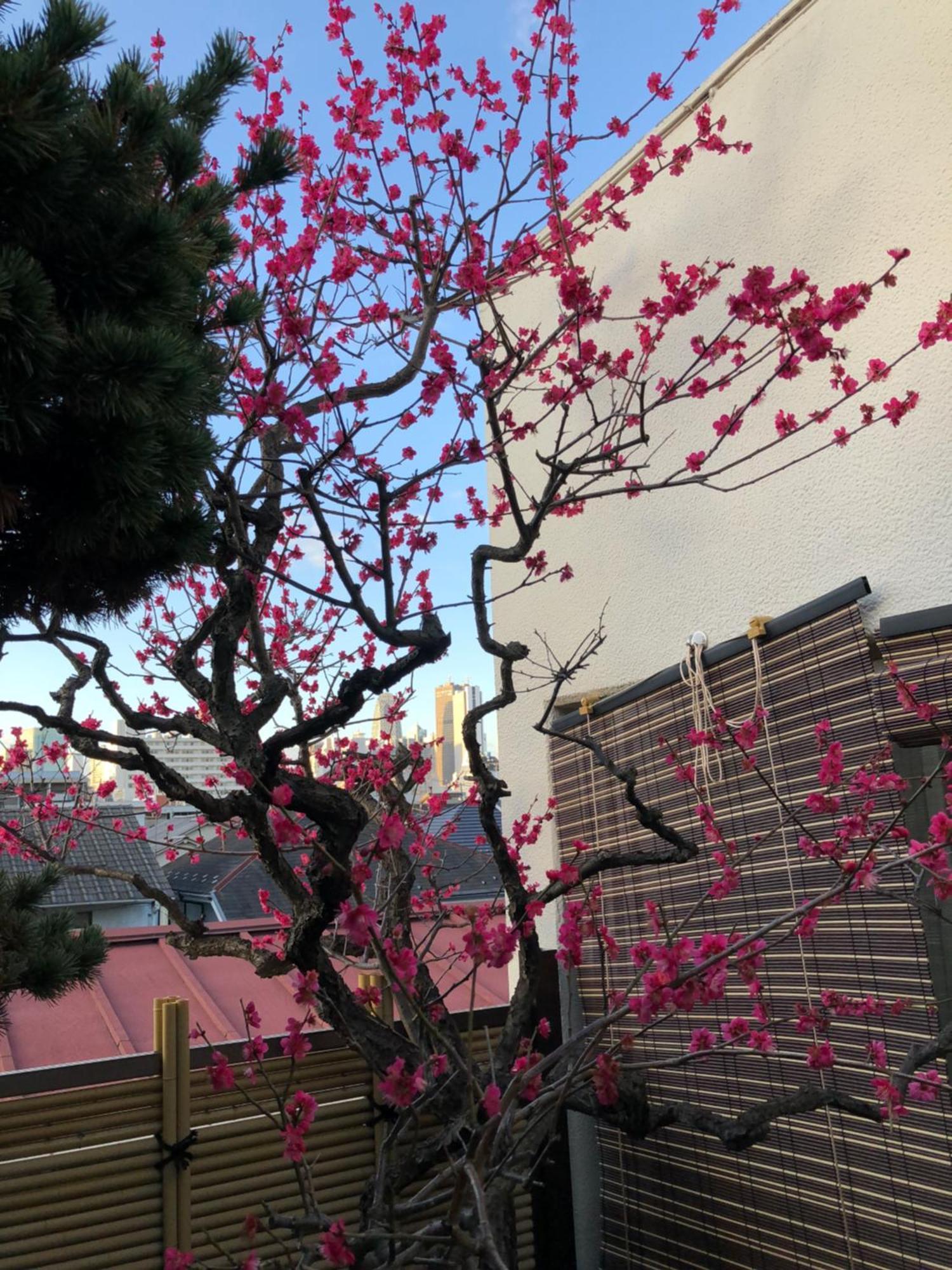 Shinjuku Shin-Okubo Japanese Style Inn Tokyo Luaran gambar